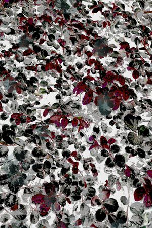 K浪漫田园印花华亿平台图片