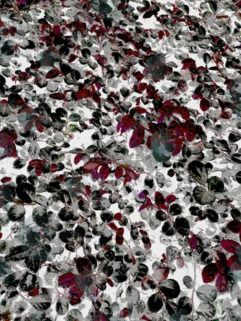 K浪漫田园印花华亿平台图片