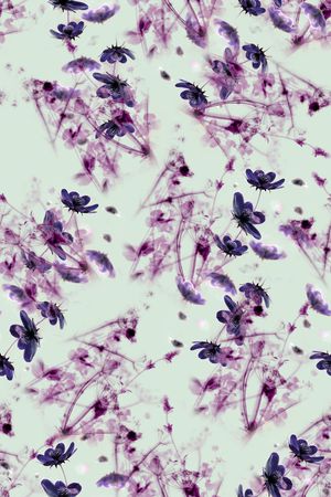 半透明印花华亿平台图片