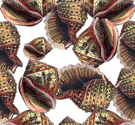 贝类印花华亿平台图片