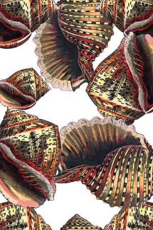 贝类印花华亿平台图片