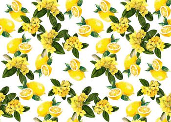 512183-潮流时尚D&G春夏柠檬手绘花卉组合