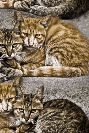 动物印花华亿平台图片