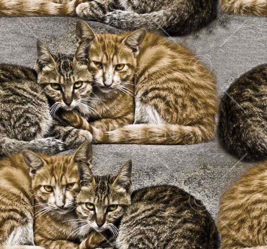 动物印花华亿平台图片