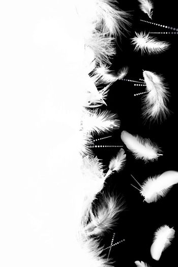 512451-黑白羽毛笔触