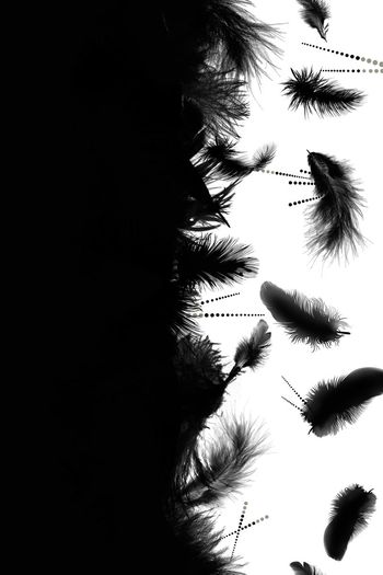 512452-黑白羽毛笔触