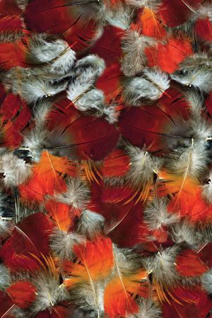 动物纹印花华亿平台图片