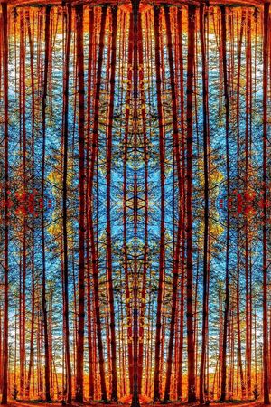 森林印花华亿平台图片