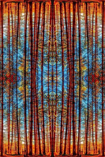 森林印花华亿平台图片