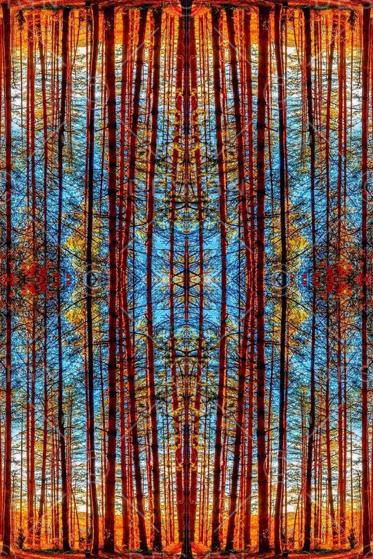 森林印花华亿平台图片