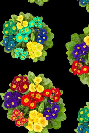 数码花卉印花华亿平台图片