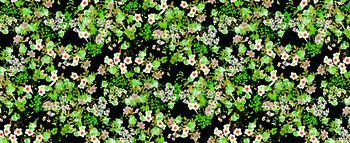 515749-原创大牌花卉华亿平台