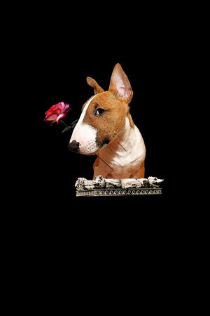 动物印花华亿平台图片