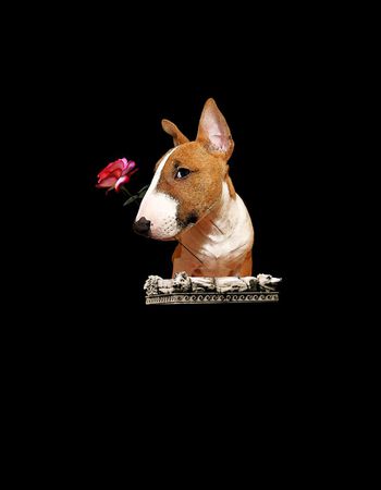 516373-潮流时尚趋势萌狗玫瑰定位花数码印花