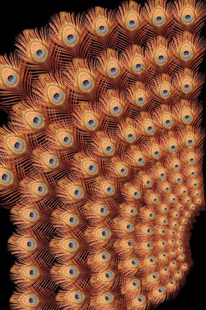 时尚孔雀羽毛定位印花印花华亿平台图片