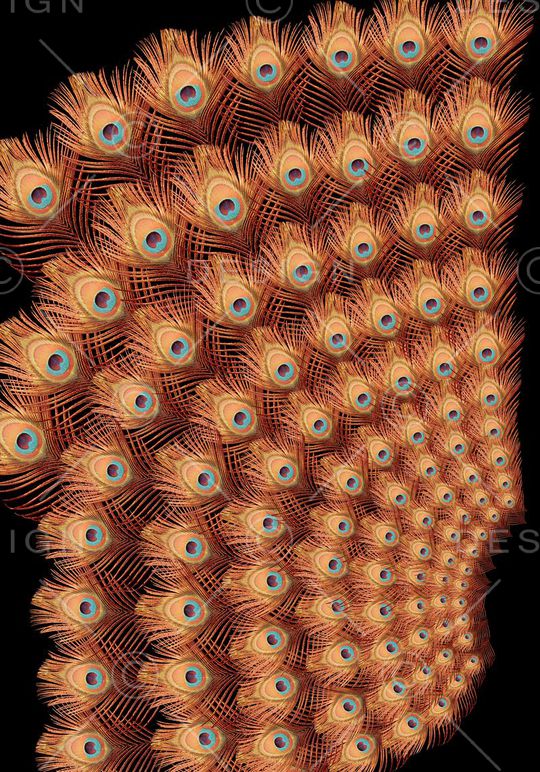 时尚孔雀羽毛定位印花印花华亿平台图片