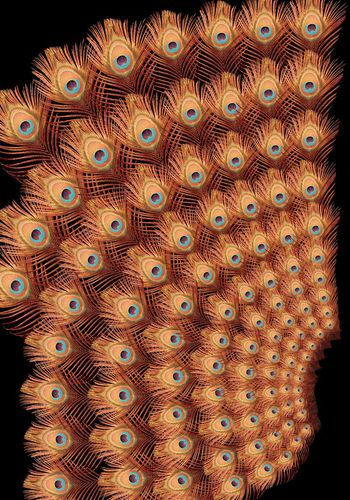 516601-时尚孔雀羽毛定位印花