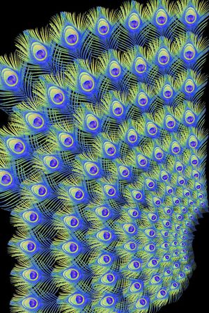 时尚孔雀羽毛定位印花印花华亿平台图片