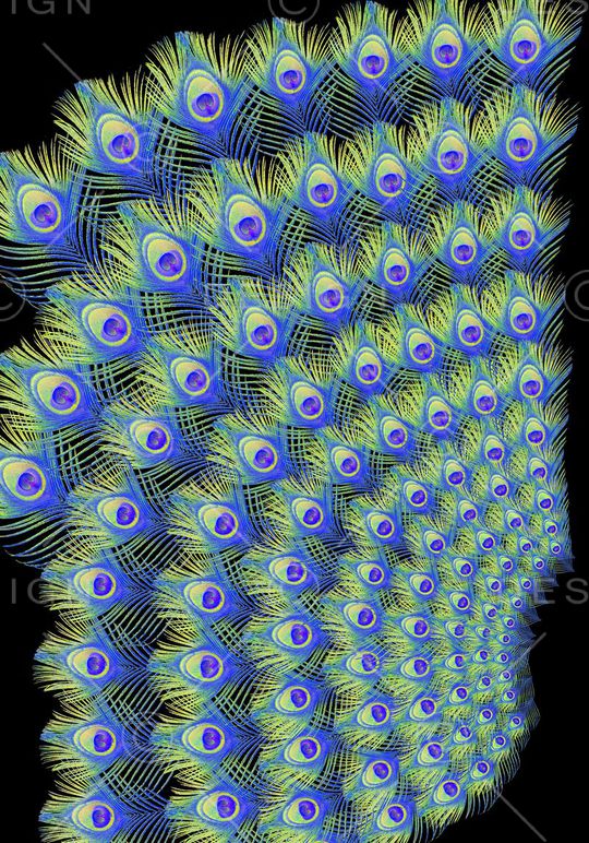 时尚孔雀羽毛定位印花印花华亿平台图片