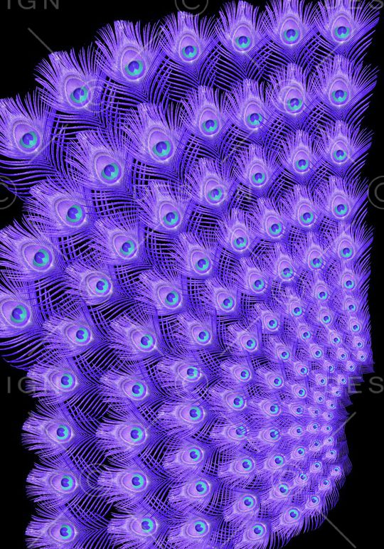 时尚孔雀羽毛定位印花印花华亿平台图片