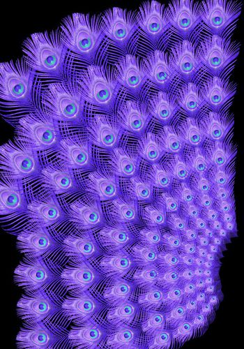 516606-时尚孔雀羽毛定位印花