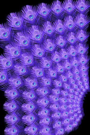 时尚孔雀羽毛定位印花印花华亿平台图片