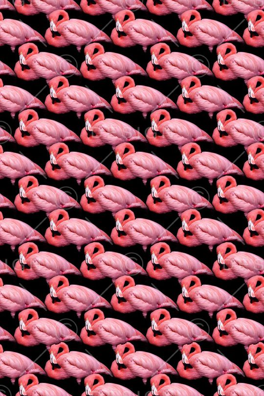 动物印花华亿平台图片