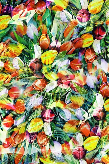 517041-花卉 郁金香 蝴蝶 叠加肌理