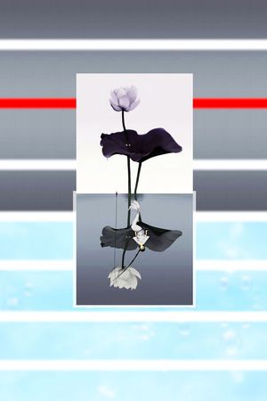 荷花印花华亿平台图片