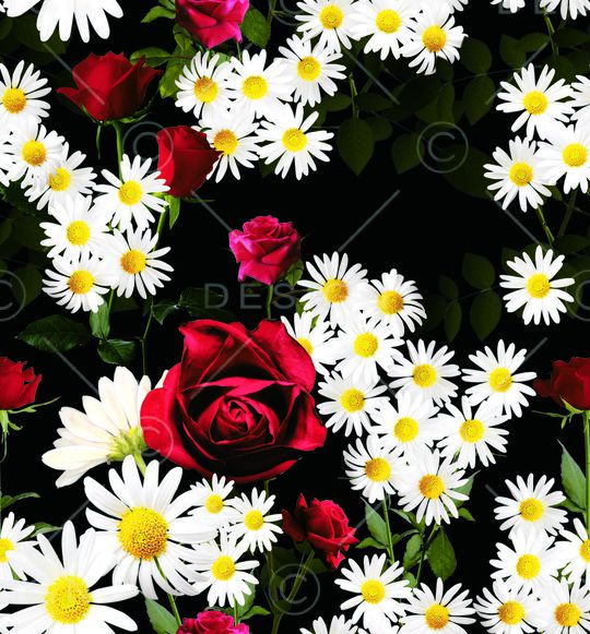 红玫瑰印花华亿平台图片