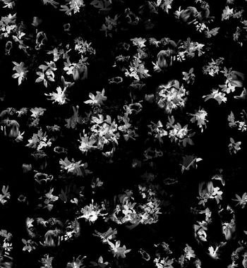 520253-郁金香男士衬衫花板 