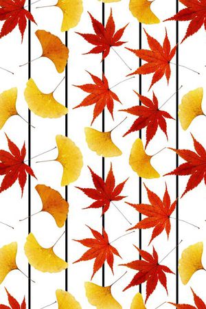 枫叶、红叶、黄叶、树叶、条纹印花华亿平台图片