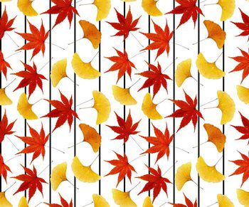 520974-枫叶红叶黄叶树叶条纹
