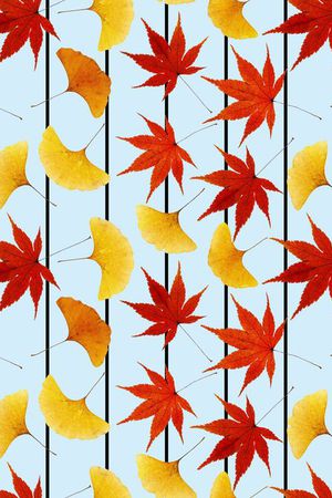 枫叶、红叶、黄叶、树叶、条纹印花华亿平台图片