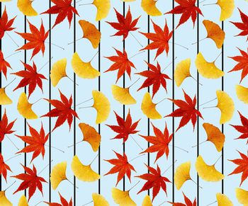 520975-枫叶红叶黄叶树叶条纹