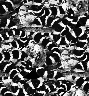 521561-大牌数码蛇纹