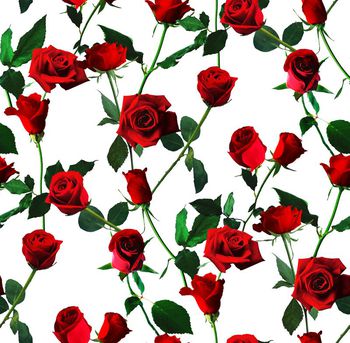 521586-D&G风格玫瑰