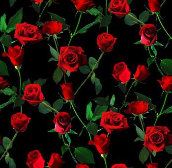 521587-D&G风格玫瑰