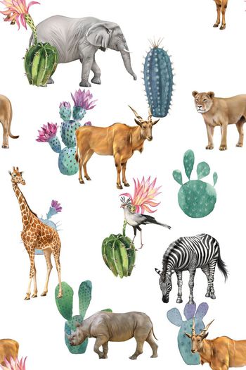 523626-动物    仙人掌  花卉 