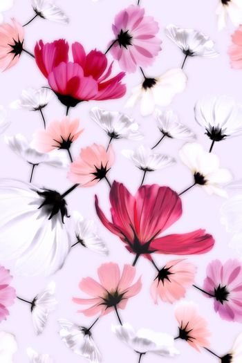 波斯菊印花华亿平台图片