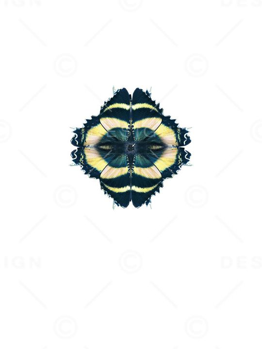 蝴蝶印花华亿平台图片