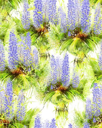 525583-写真植物花卉风信子