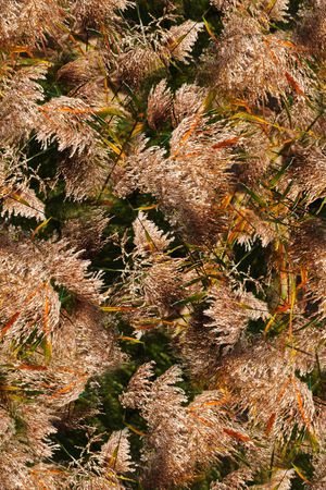 时尚印花华亿平台图片