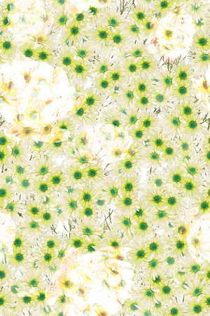 L.D~花卉印花华亿平台图片