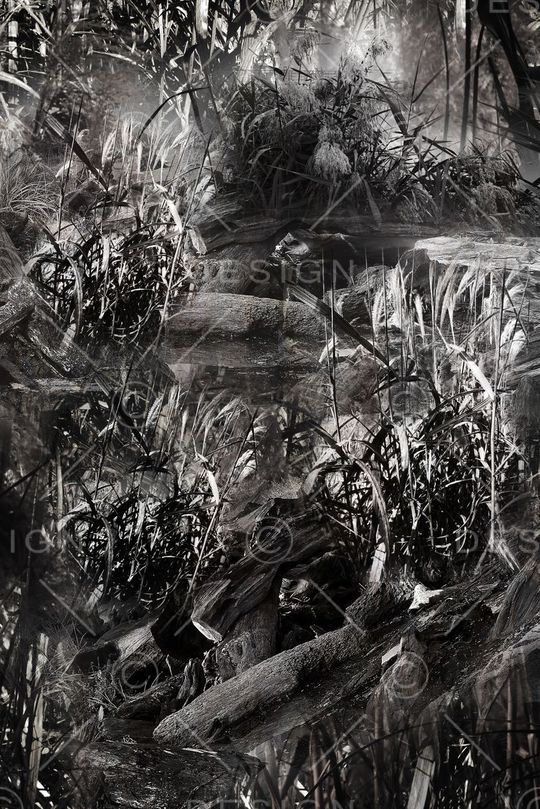 原始森林印花华亿平台图片