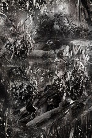 原始森林印花华亿平台图片