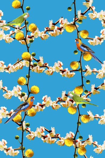 528632-时尚阳光华亿平台  鹦鹉鸟 树枝 树藤