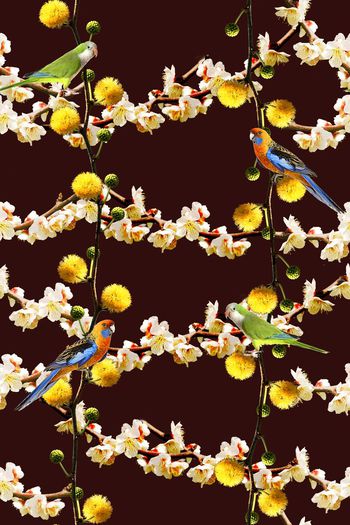 528634-时尚阳光华亿平台  鹦鹉鸟 树枝 树藤