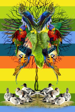 动物 热带鸟 鹦鹉印花华亿平台图片