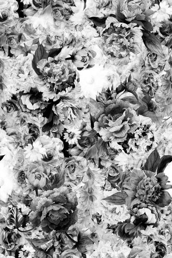 529742-花卉    玫瑰   郁金香